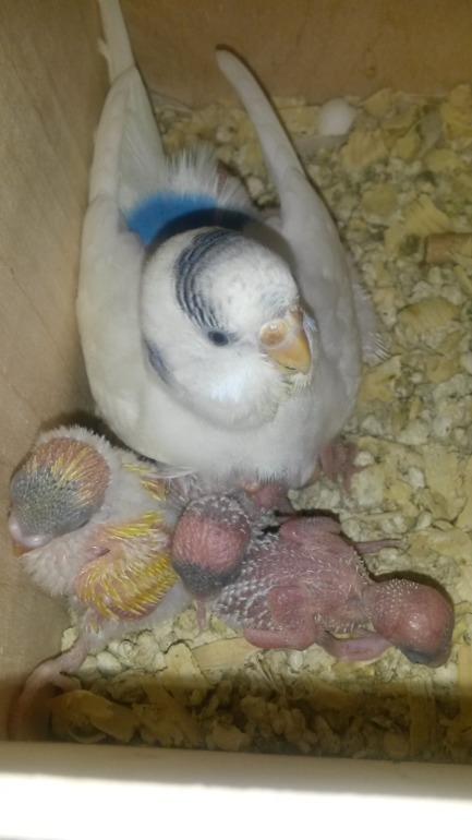 А мы уже с перьями)))