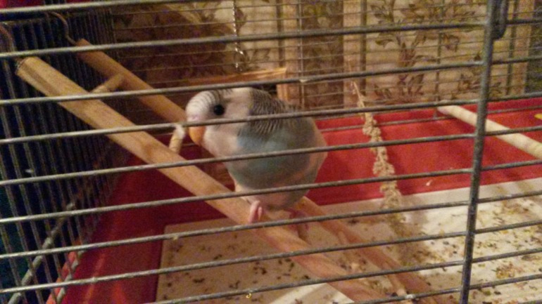 Птички мои, ручные, летают уже)))