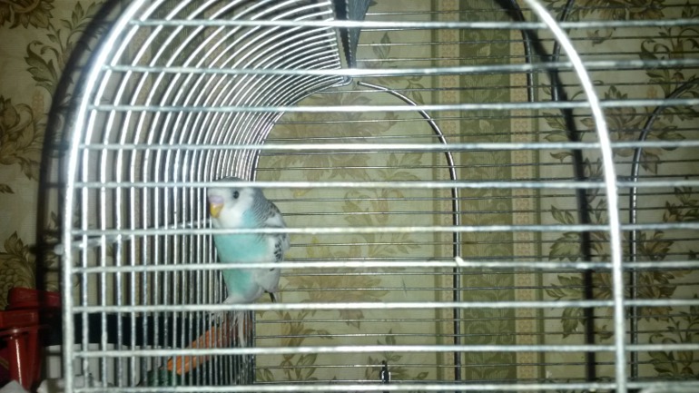 Птички мои, ручные, летают уже)))