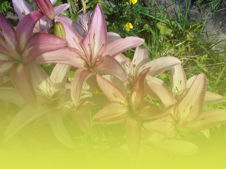 Задание №6 три способа цветокоррекции фотографии