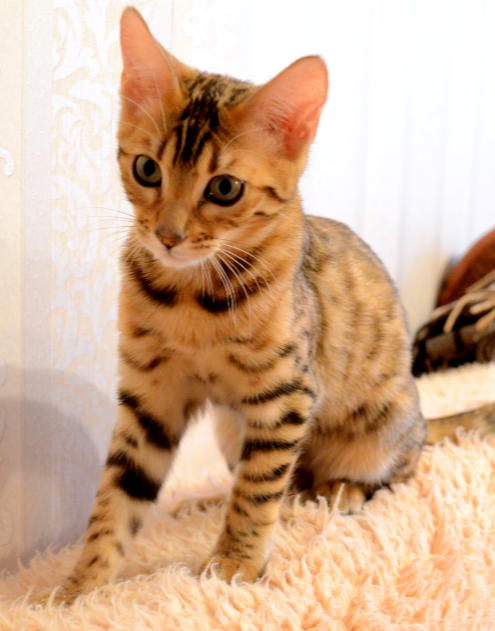 Не нарадуюсь на нашу кошечку;)))