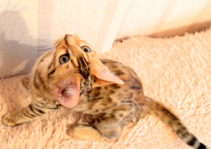 Не нарадуюсь на нашу кошечку;)))