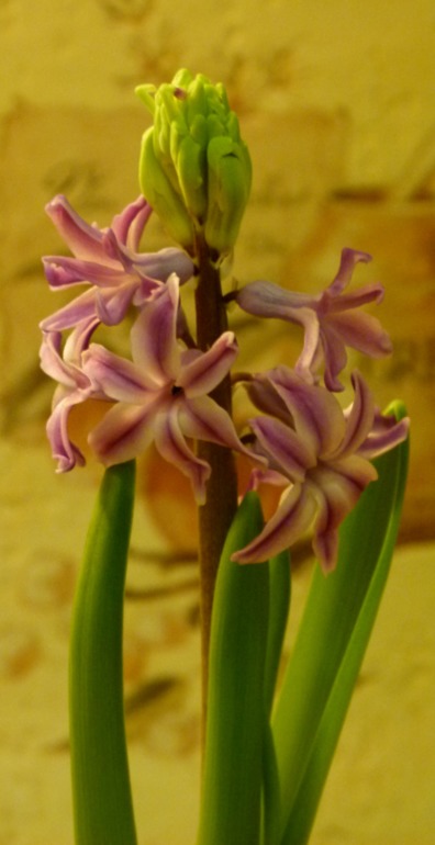 Подарок к Рождеству