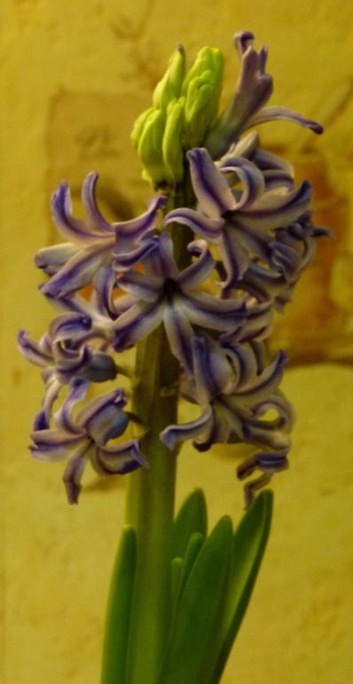 Подарок к Рождеству