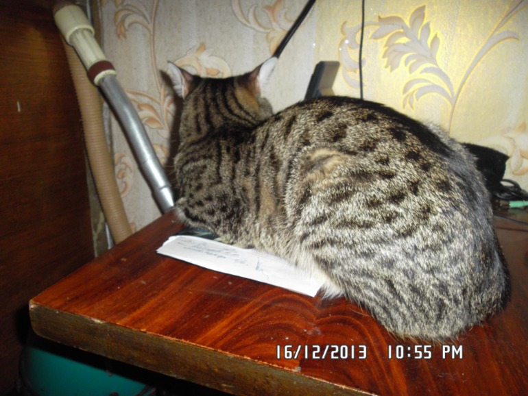 Удивил кот!