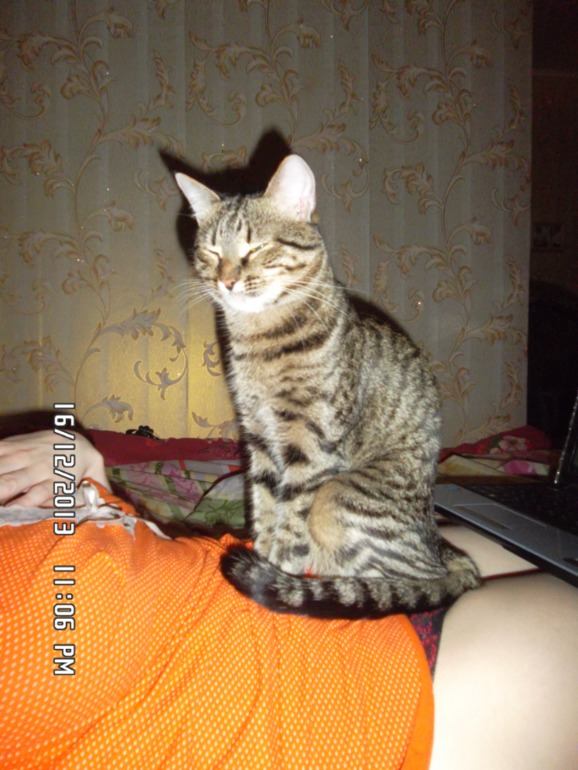 Удивил кот!