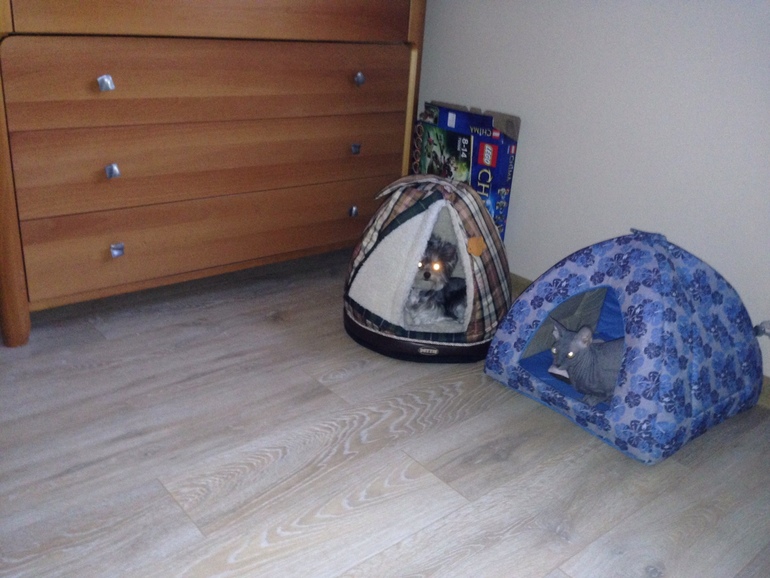 Животные в новом доме)