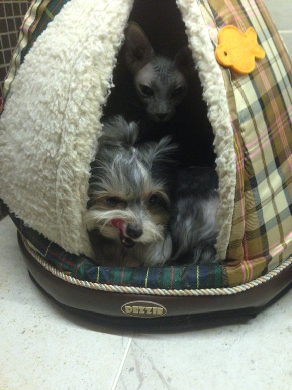 Животные в новом доме)