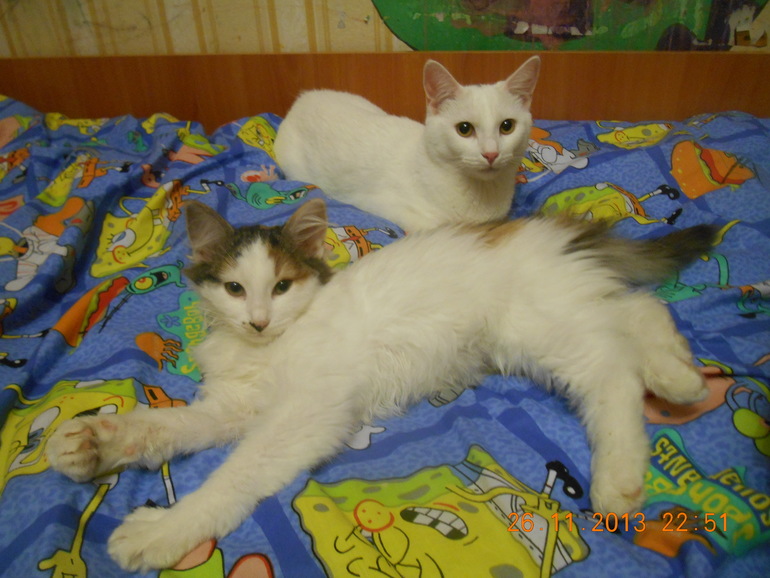 Мои кошечки