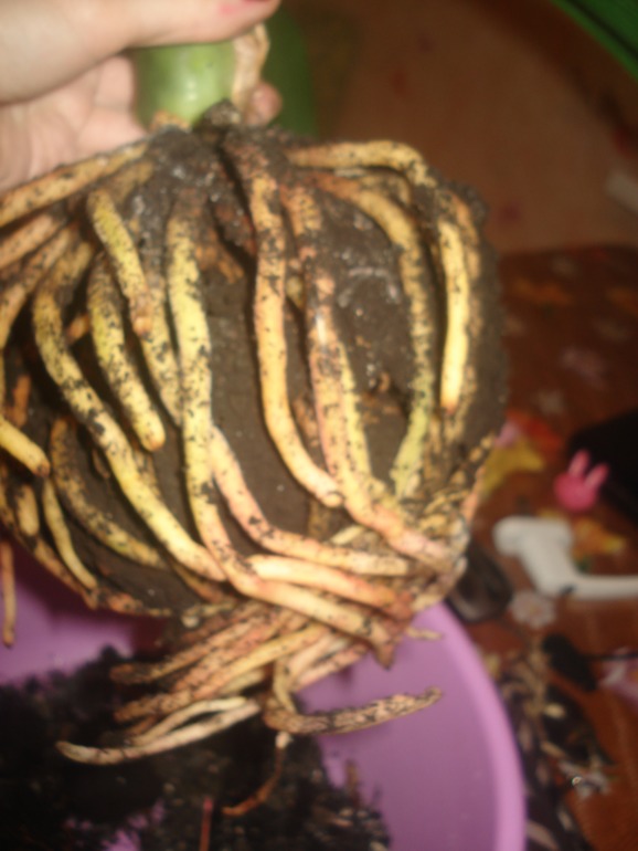 Кливия гниет