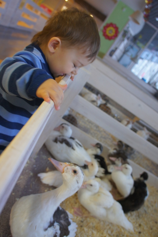 Случайный зоопарк