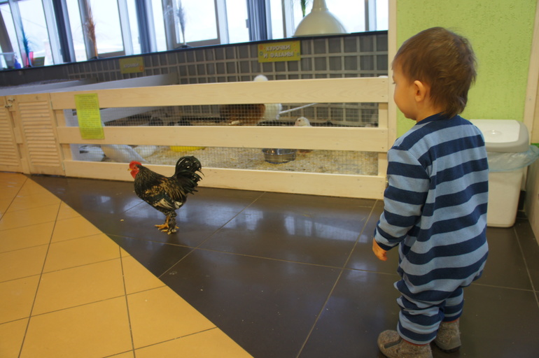 Случайный зоопарк