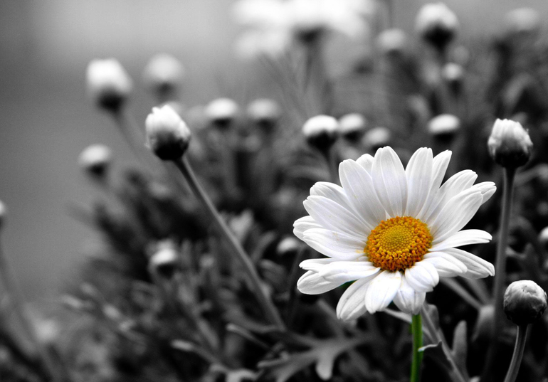 Контрольное задание № 6. "Три способа цветокоррекций фотографий "