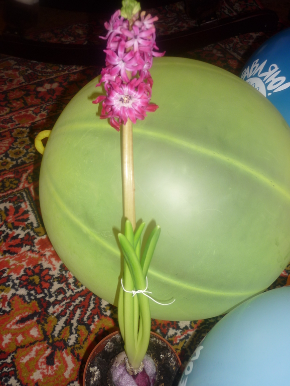 Гиацинт ко дню рождения дочери