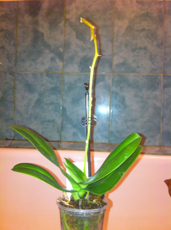 Можно ли их спасти?