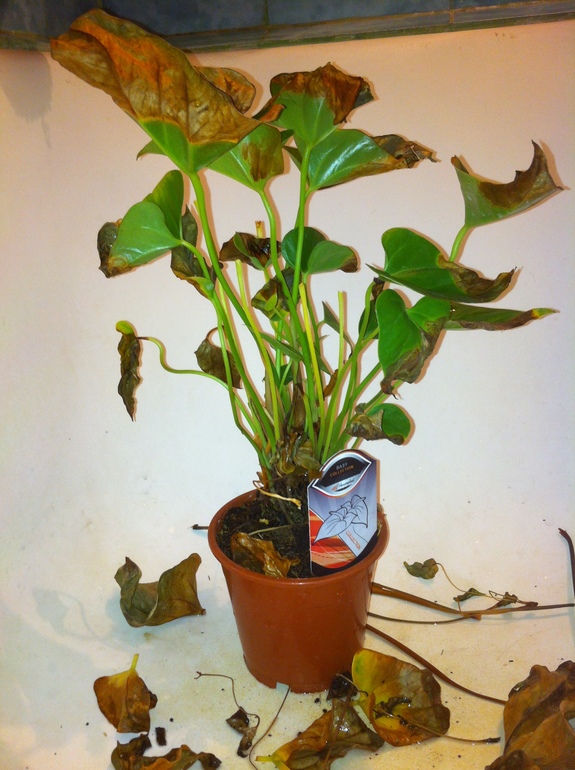 Можно ли их спасти?