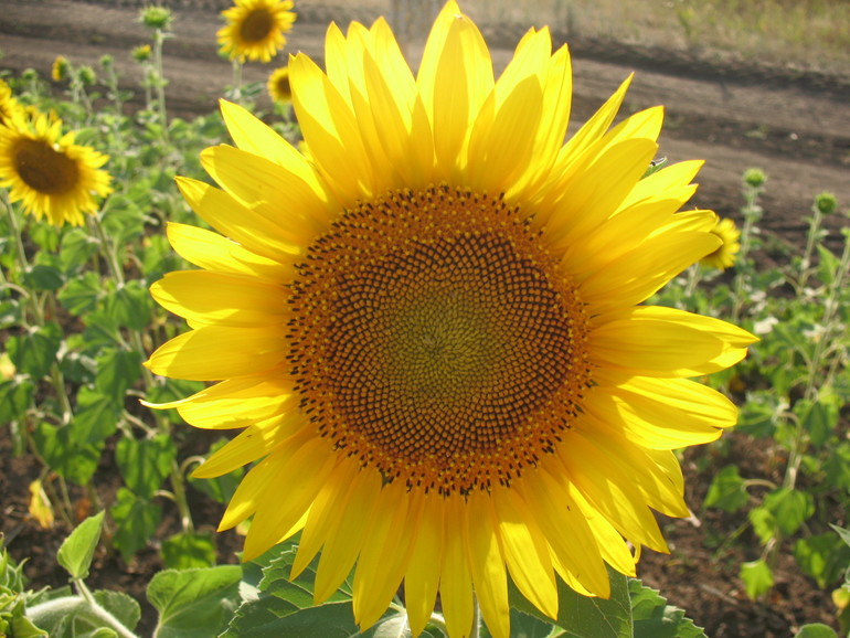 Контрольное задание № 10. Использование быстрой и обтравочной масок