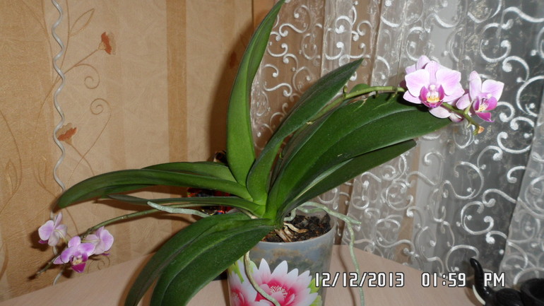 Долгожданное цветение орхидеи