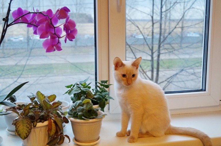 Наша Киська Муська