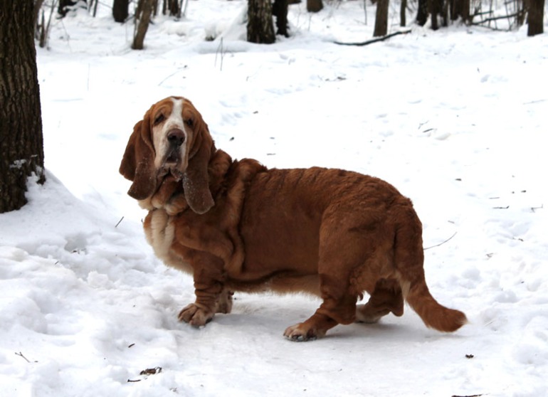 Басофотки:)