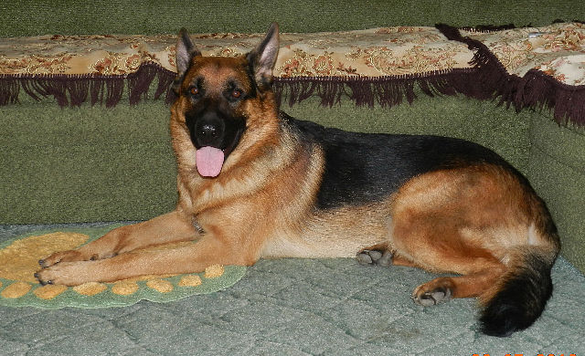 Вторая собака