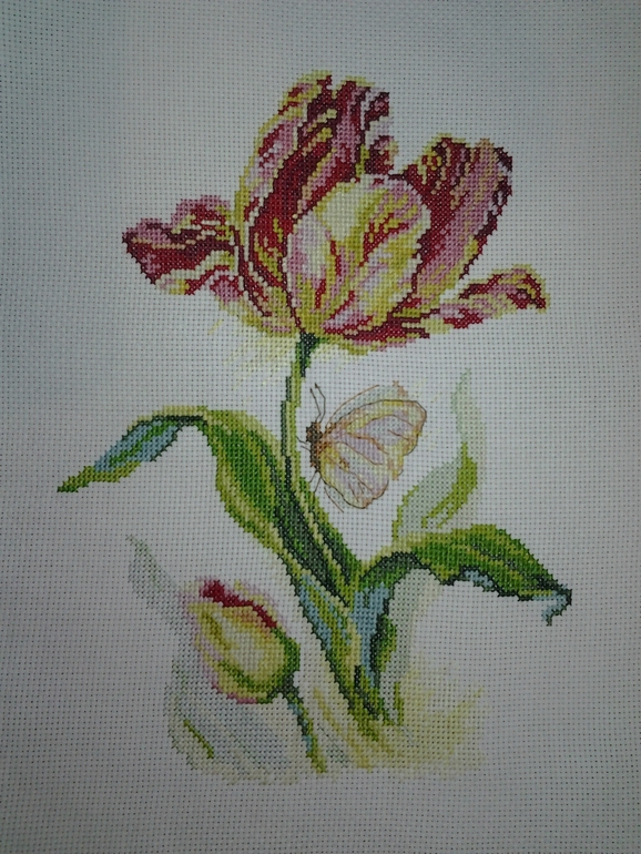 тюльпан и бабочка