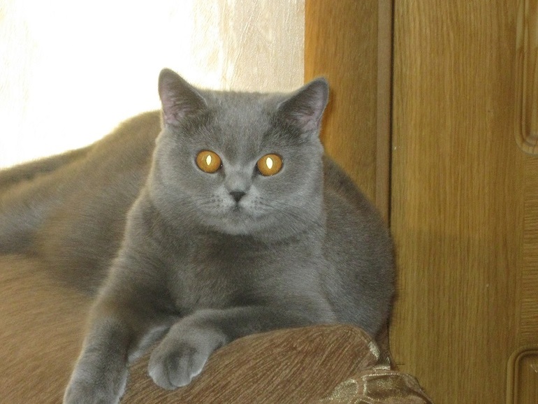 А у нас сегодня кошка родила вчера котят...