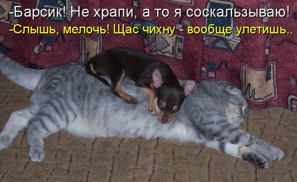 О кошках и не только...