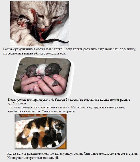 Кошки