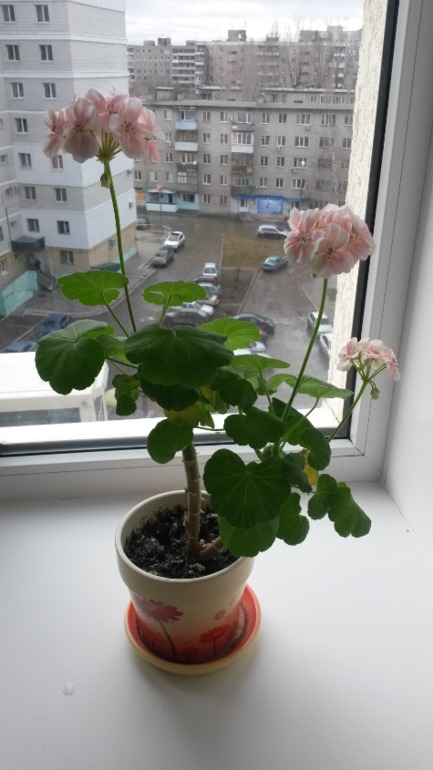 Еще мои цветики.