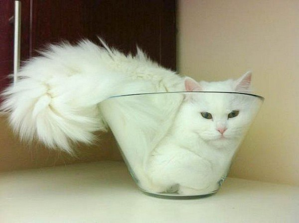 Жидкие коты ^_^