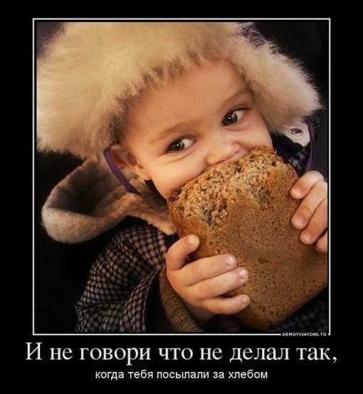 О кошках и не только...