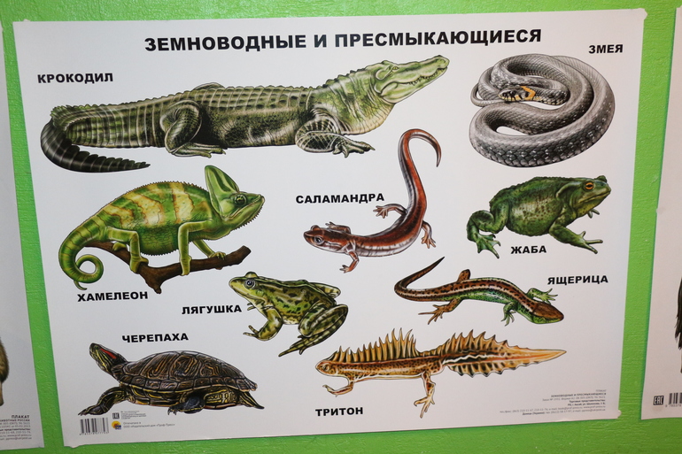Отчет Лягушка