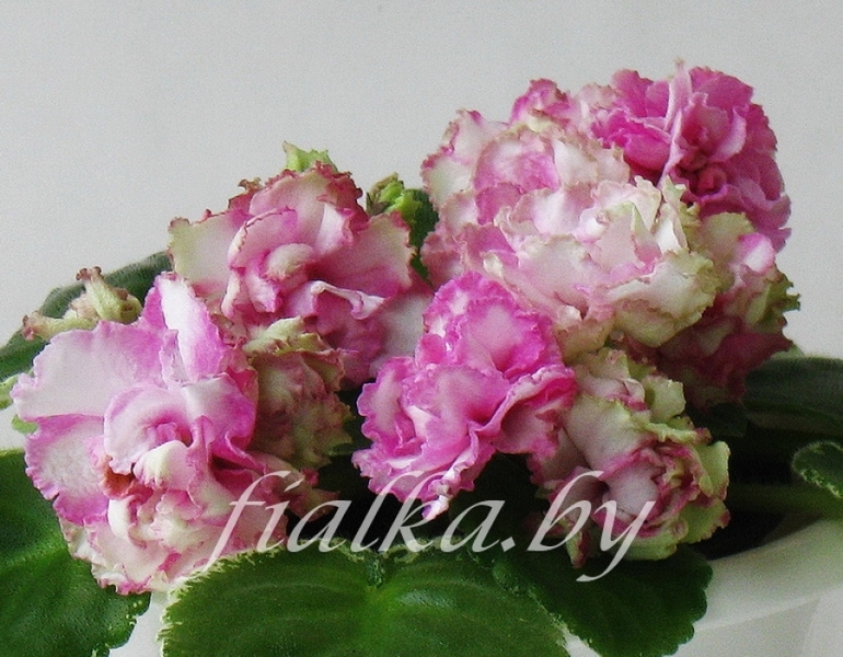 Продам фиалки Рязань