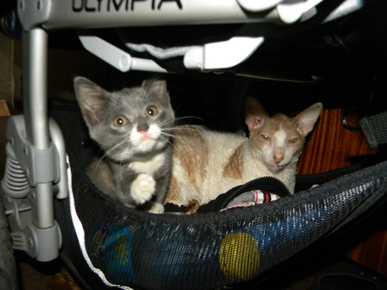 Котейка Фентос : ) Феня