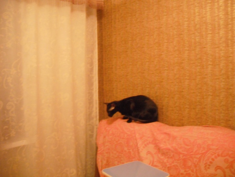Мой кот Дали