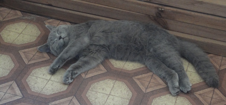 котэ, котэ.