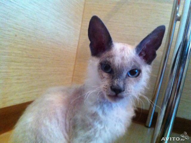 Ох уж эти коты)