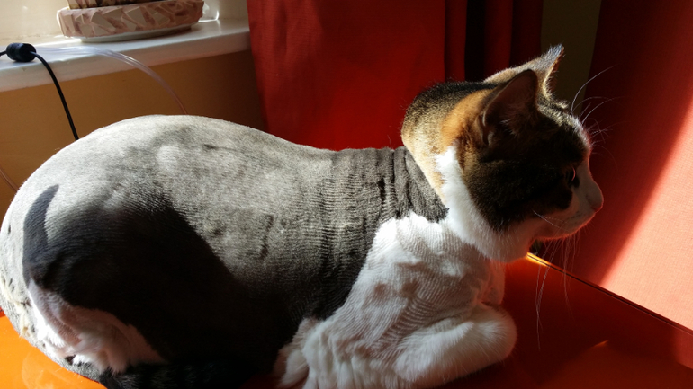 Коты стриженные обсохшие
