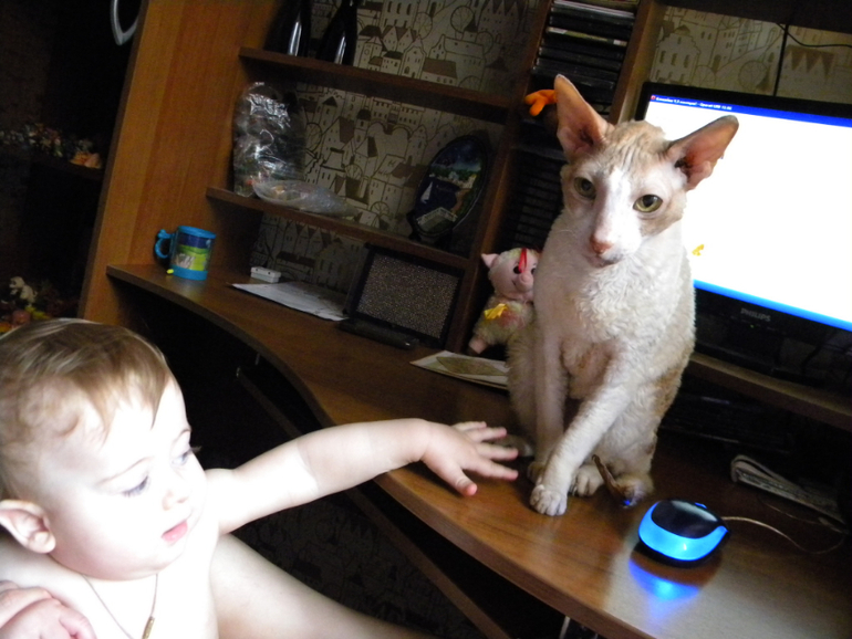 Котейка Фентос : ) Феня