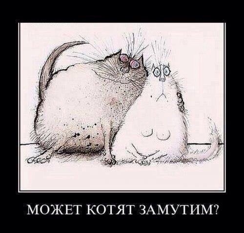 О кошках:)))