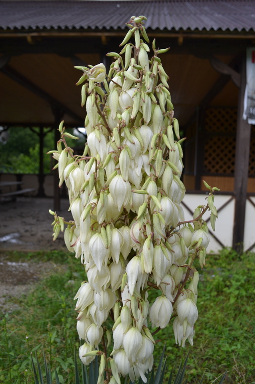 флора.июнь.