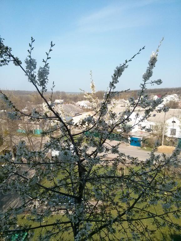 В новом дворе