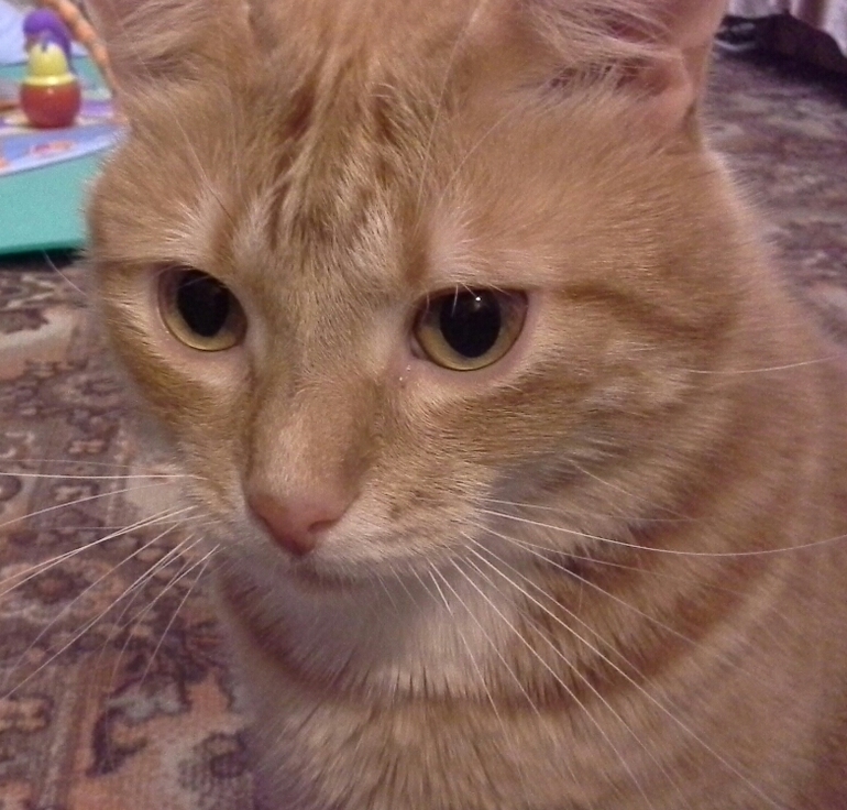кот Кекс