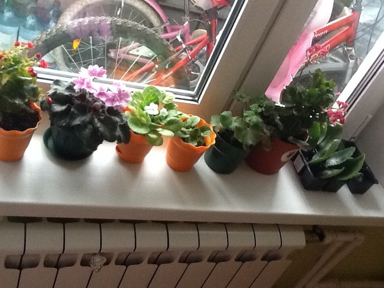 Мои цветы.
