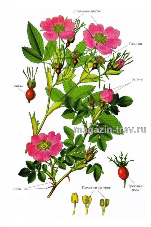 Растения