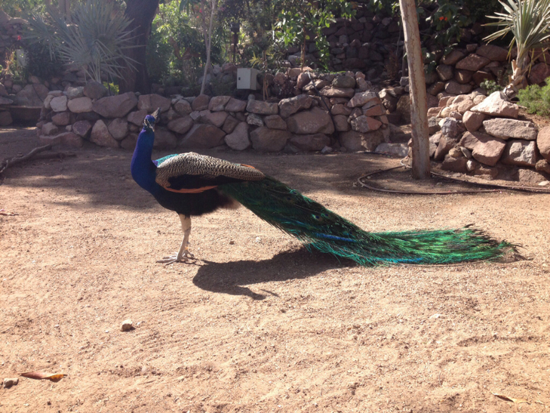 Dolphin Reef Eilat