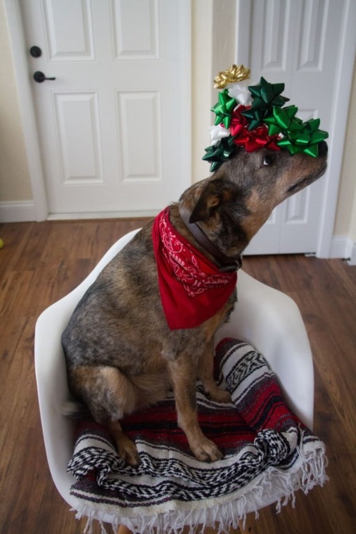 Новогодний пес)))