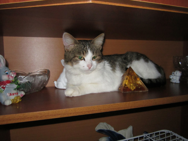 Кот Мурзик!