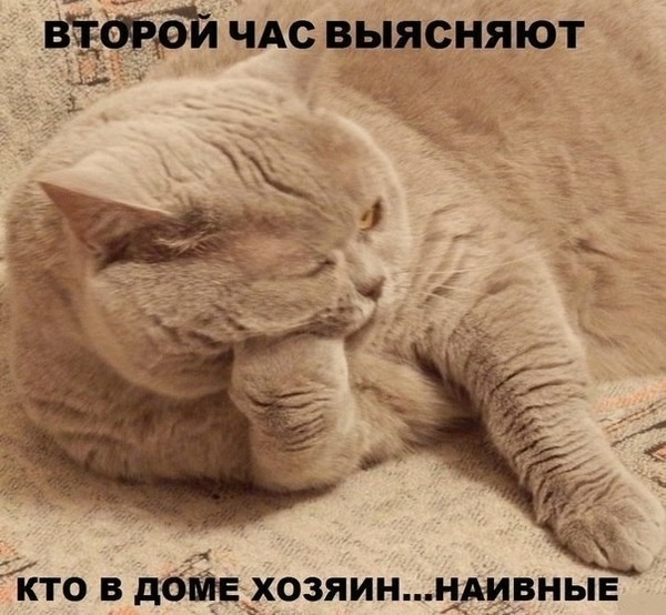 О кошках и не только...
